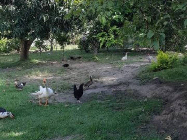 #CHA00191 - Sítio para Venda em Maricá - RJ - 2